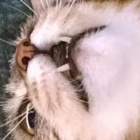 randomPoison's Avatar